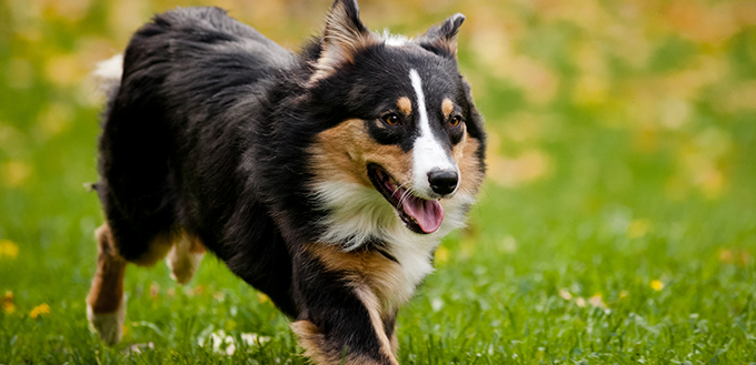 Australian shepherd walks in autumn