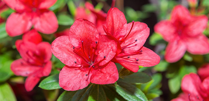 Azaleas & Rhododendrons