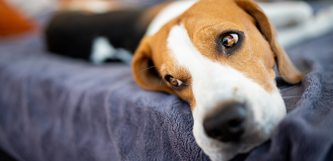 Beagle dog lying on sofa