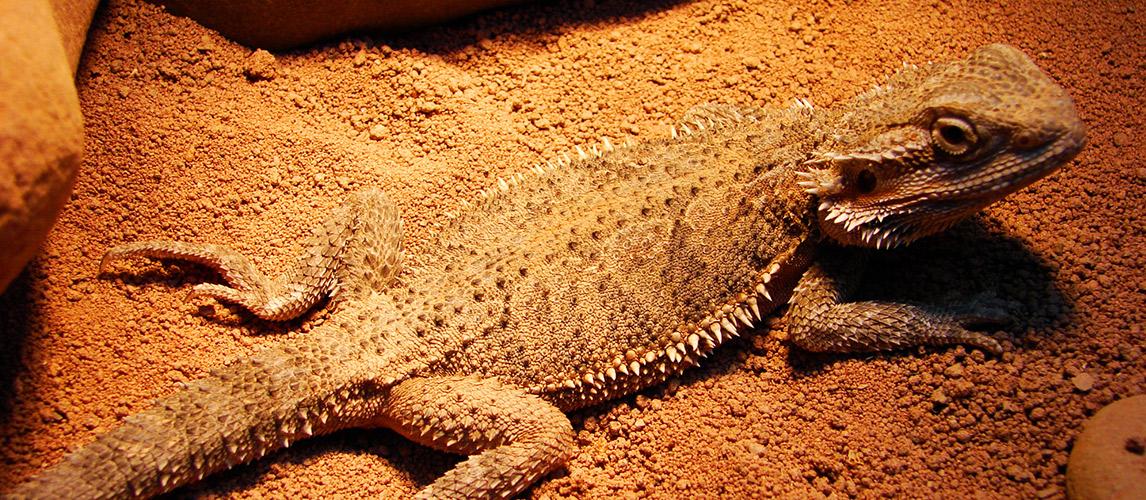 Bearded-Dragon