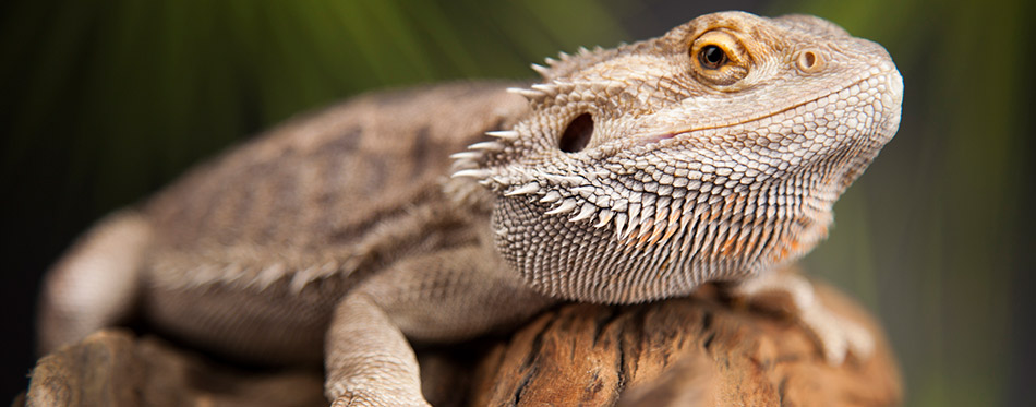 Bearded Dragon