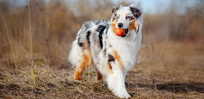 Beautiful Australian Shepherd walking