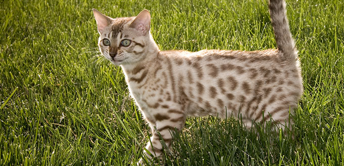 Bengal Kitten smiling