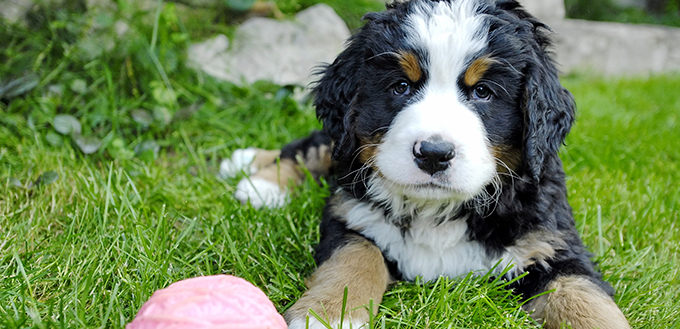 Bernedoodle puppy playing with ball