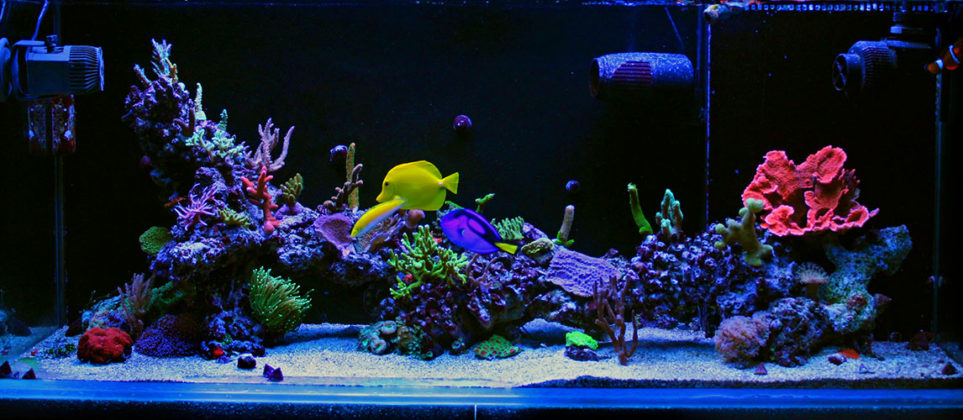 Best Aquarium Powerheads