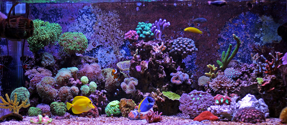 Best-Aquarium-Sand