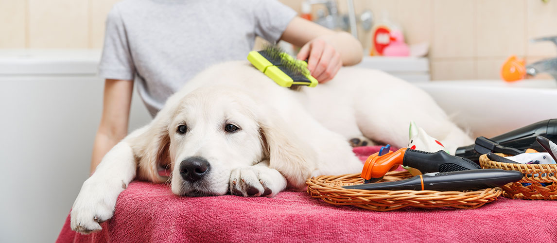 Best-Brushes-for-Short-Hair-Dogs