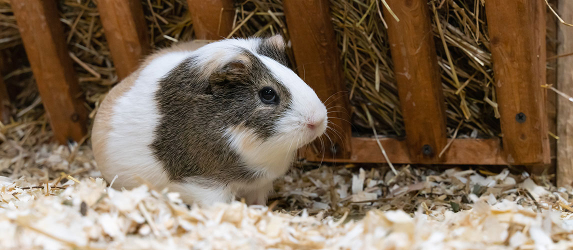 Best-Hay-for-Guinea-Pigs