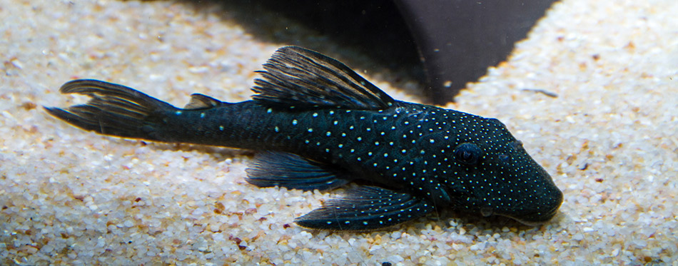 Blue Phantom Pleco Fish