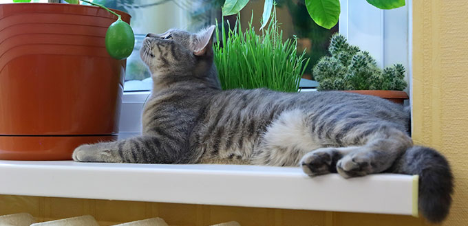 Cat lying near lime plant