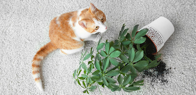 Cat near overturned house plant