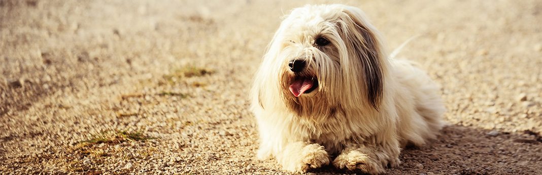 Coton de Tulear: Breed Information, Charatheristics, and Facts