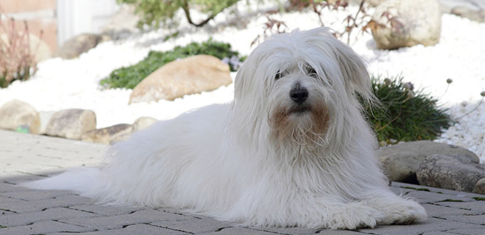 Coton de Tulear