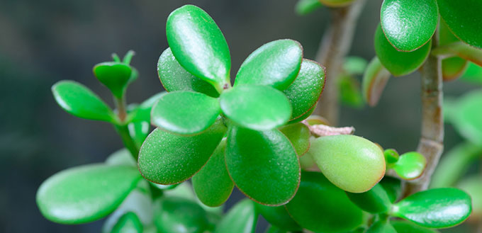 Crassula Ovata, or “Jade”