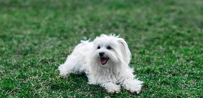 Cute Coton de Tulear sitting in grass