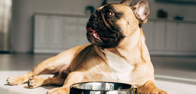 Cute french bulldog lying near bowl in room with sunshine