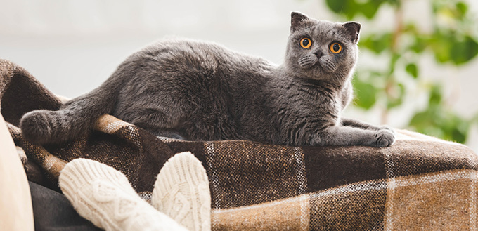 Cute scottish fold cat lying on blanket near woman on sofa