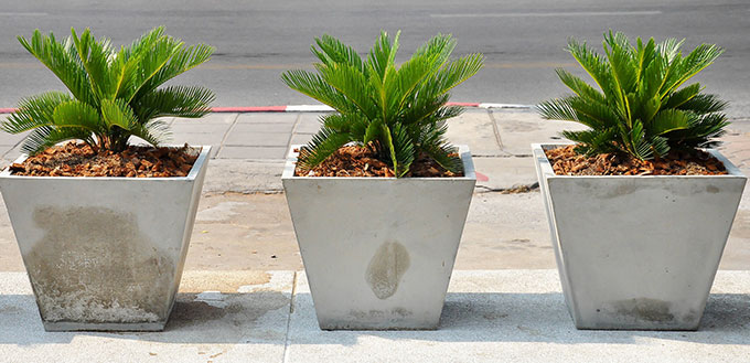 Cycas Revoluta, or “Sago Palm”