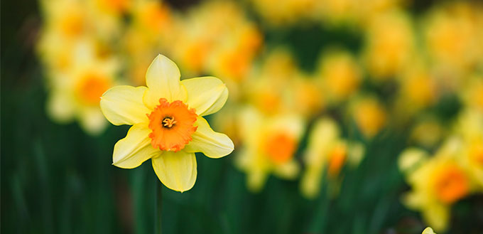 Daffodils