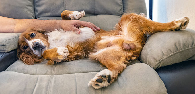 Dog cuddling on the sofa