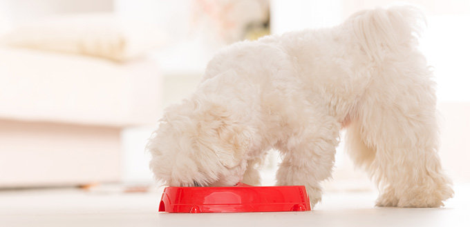 Dog eating food from a bowl