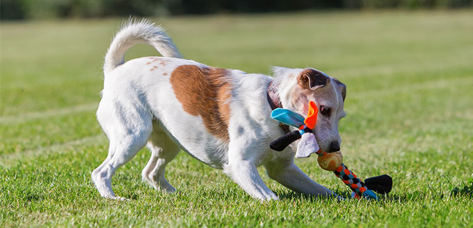 Dog playing with a toy