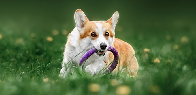Dog running with the toy