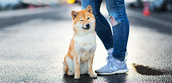 Dog sitting near the owner