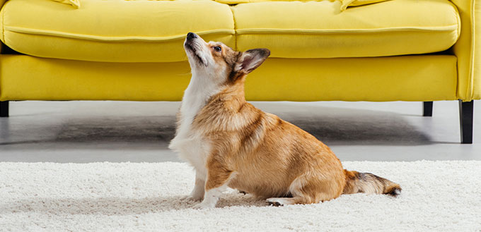 Dog sitting on the carpet