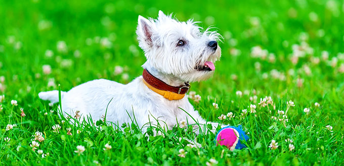 Dog sitting on the grass near the ball