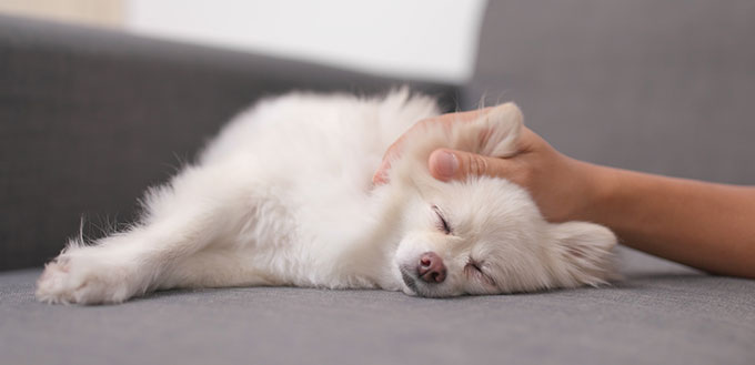 Dog sleeping on the sofa