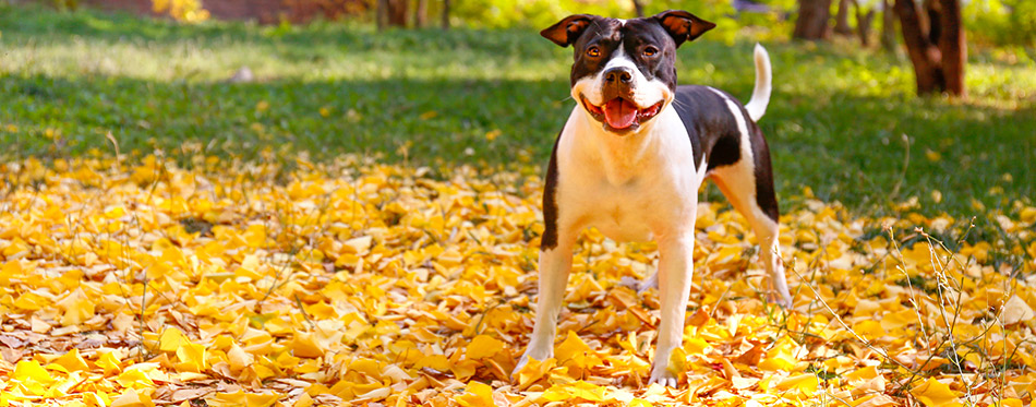 Dog standing in the park