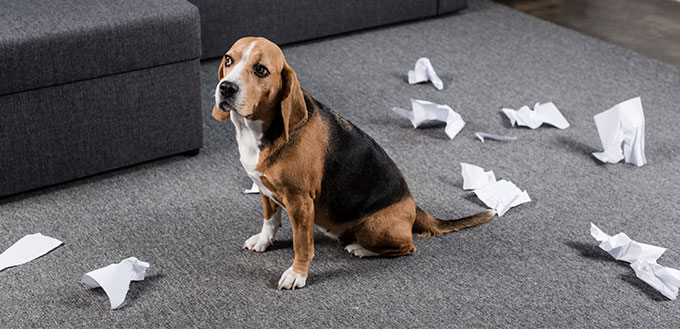 Dog with torn paper