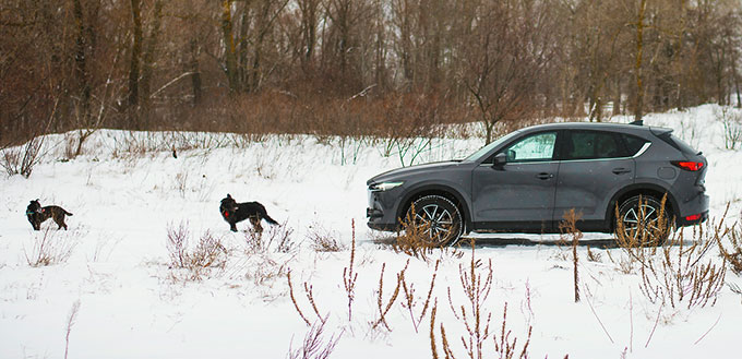 Dogs chasing a car