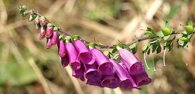 Foxglove