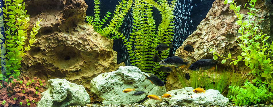 Freshwater aquarium with fishes