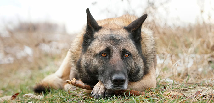 German Shepherd