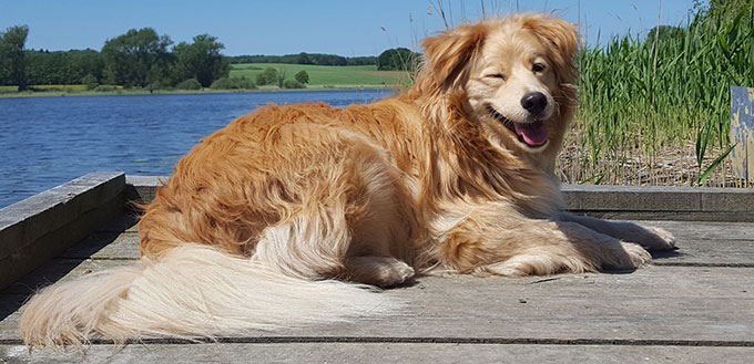 Golden Retriever winking