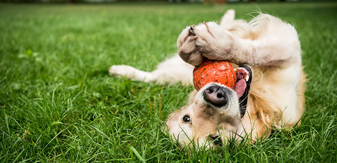 Golden retriever dog playing with rubber ball