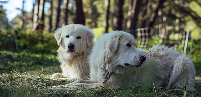 Great Pyrenees sheepdogs resting in a forest
