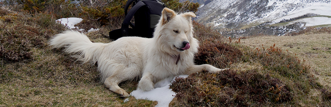 best clippers for great pyrenees