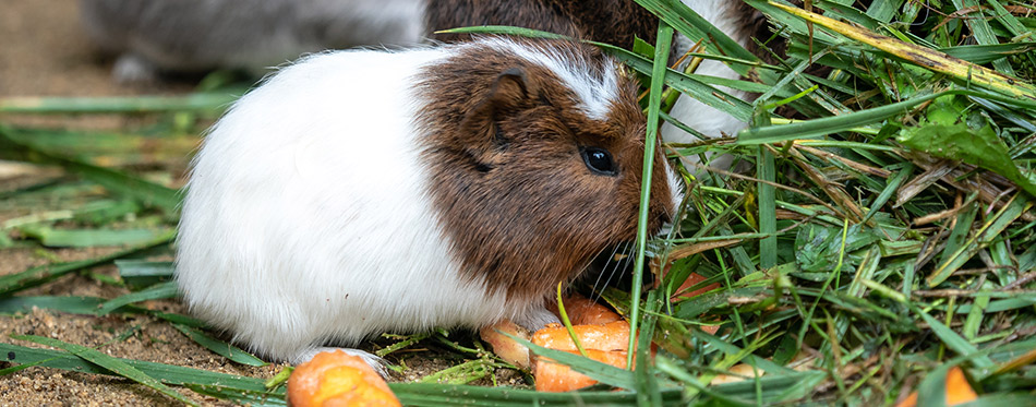 Guinea pig eating hay