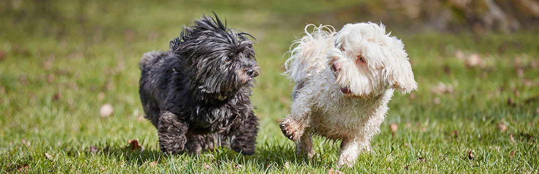 Havanese Dogs