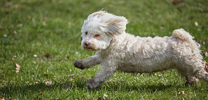 Havanese dog running in the park in springtime