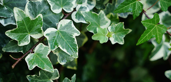 Hedera Helix