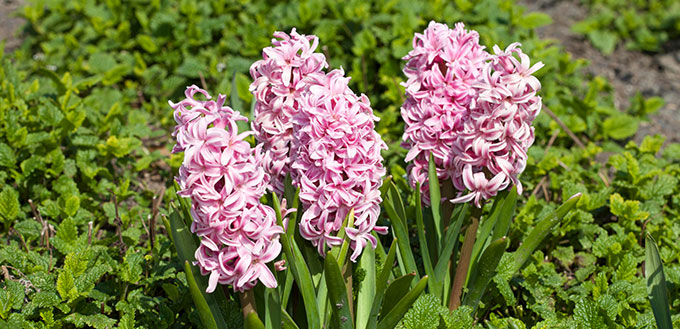 Hyacinth