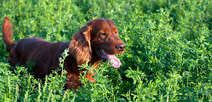 Irish Setter in the grass
