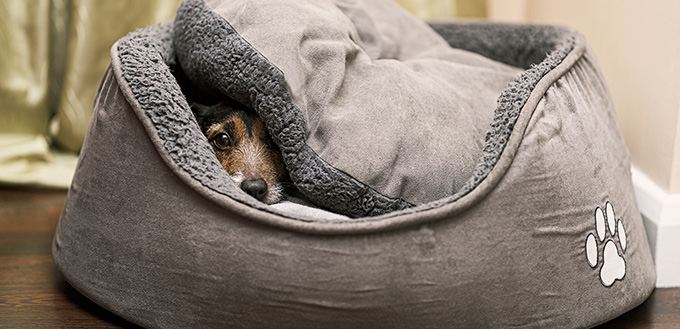 Jack Russell Dog hiding in her bed