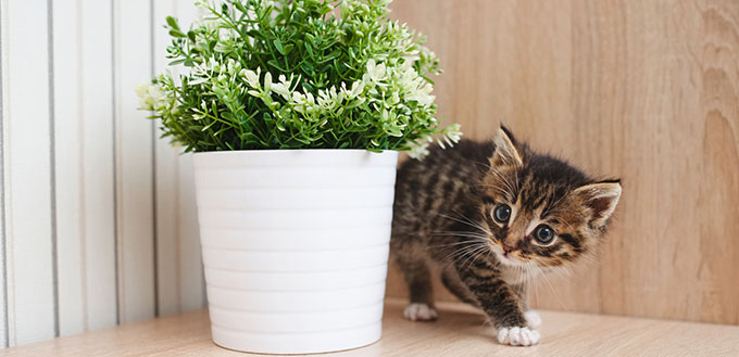 Kitten with flowerpot