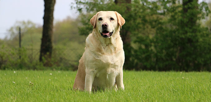 Labrador Retriever